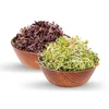 Kép 3/3 - Legeldle Easymix Vöröskáposzta Csíra Mag (150 g)