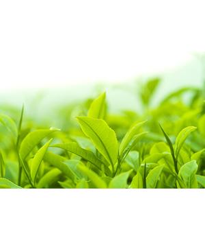 Zöldtea kivonat, bio (10ml)