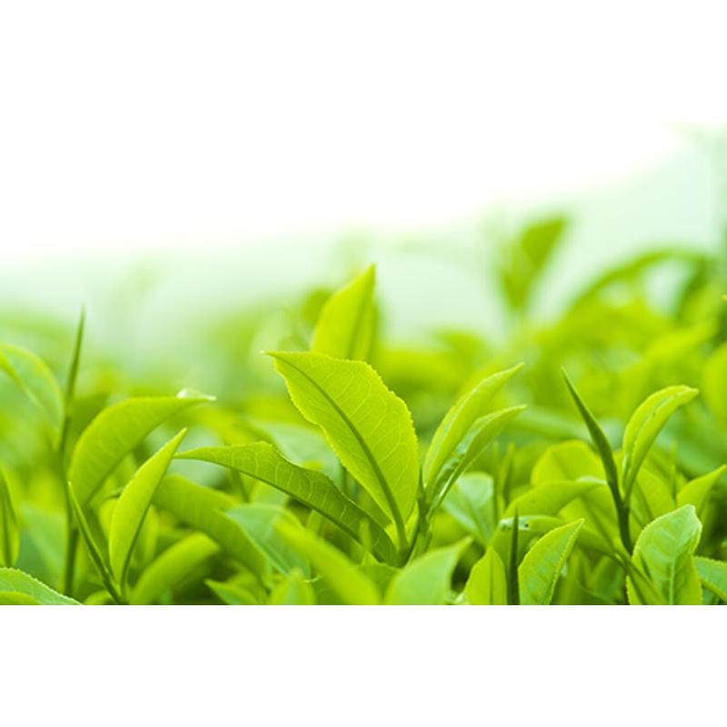 Zöldtea kivonat, bio (50ml)