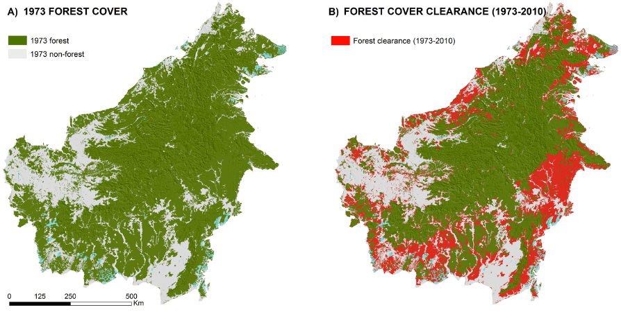 Borneo esőerdő írtás mértéke - pálmaolaj