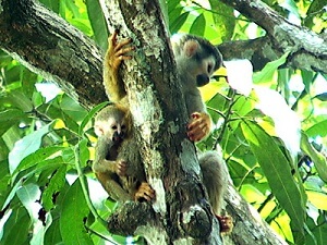 gaia_costarica_06.jpg gaia_costarica_06.jpg